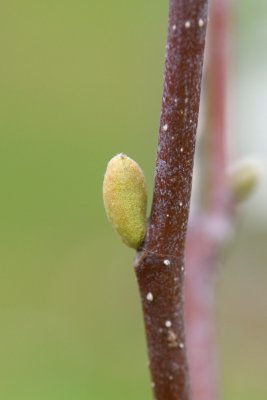 Magnolia x soulangeana 'Lennei' - magnolie, šácholan soulangeanův - pupen